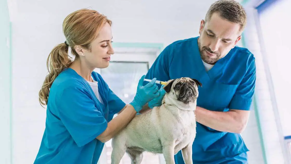 veterinary assistants and associates career and clinical skills development
